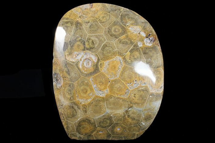 Free-Standing Polished Fossil Coral (Actinocyathus) Display #69359
